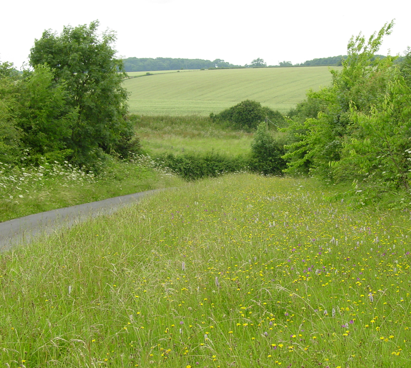 Biogas from Anaerobic Digestion